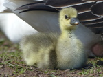 FZ028493 Gosling.jpg